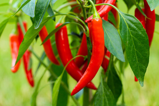 Hot Pepper